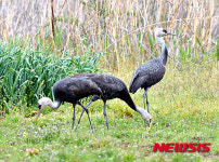 천연기념물 제 228호 흑두루미