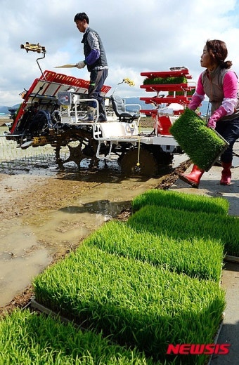 부산 올해 첫 모내기