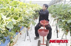 친환경 딸기 수확