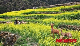 고흥 봄꽃 힐링 트레킹찾은 상춘객