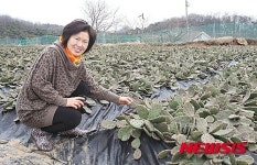 천년초로 건강 되찾고 억대 수입 올려요