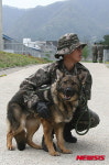 군견(軍犬)에서 반려견으로