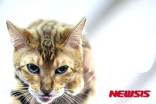 아픈 개와 고양이, 동물병원 40년…윤신근 박사 소회