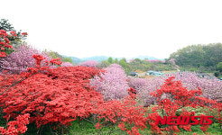 전주 완산공원 꽃동산 만개