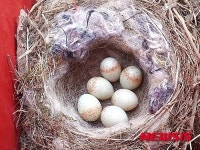 [뉴시스 앵글]제천 식당 우편함에 둥지 튼 새