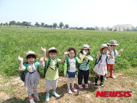 수원농업기술센터, 당수동시민농장 청보리밭 사잇길 개방