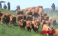 방목장이 즐거운 한우