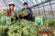 청주 맛찬동이 수박 맛보세요