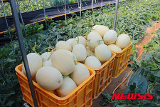 신세계百 충청점서 수신메론 특별전