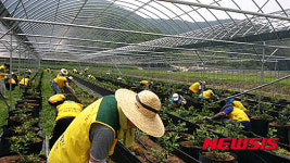 한국남동발전 나눔봉사단 농촌일손돕기