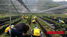 한국남동발전 나눔봉사단 농촌일손돕기