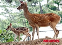 한국해양대서 아기 꽃사슴 탄생