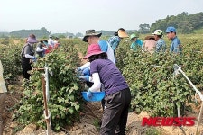 익산시선관위 등 농촌지역 일손돕기