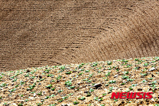 안반덕의 배추 모종