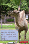 메르스 음성 쌍봉낙타