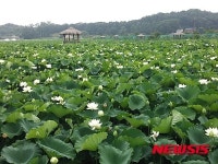 용인농촌테마파크 연꽃 수만송이 만개