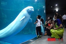 아쿠아플라넷 여수 벨루가 여름나기 이벤트