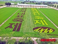 김제 벽골제, 유색벼 이용한 논아트 조성
