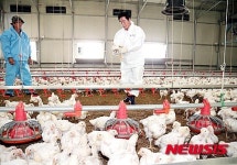 연일 폭염, 정찬민 용인시장 축산농가 현장점검