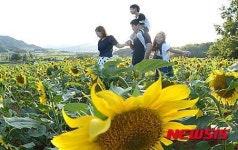 거창 해바라기꽃 활짝...가을 성큼