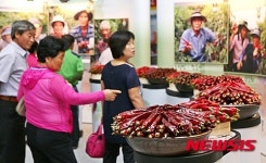 품질 엄선된 괴산청결고추