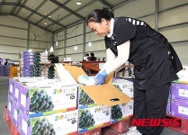 새콤 달콤 가평포도 본격 출하