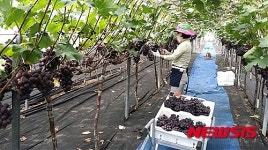 거봉계 거제 둔덕포도 출하…효자종목 자리매김