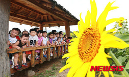 해바라기가 궁금해