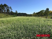 가평군 자라섬 남도 메밀꽃·코스모스 활짝