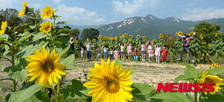 거창군 위천면 노랗게 물든 서득들녘 너무 좋아요
