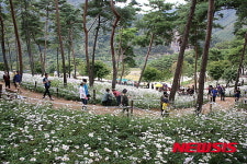 정읍 구절초축제, 꽃밭 거니는 관광객들