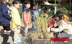 상천초등학교, 학생 직접 재배한 벼 추수 및 인절미 만들기 체험
