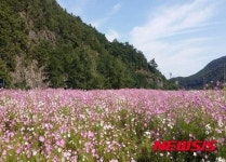 영덕 달산면 야생 코스코스 물결 장관