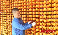 곶감 말리는 감고을 농부