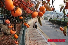 영동군, 국내 최장 138㎞ 감나무 가로수길 조성