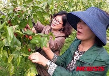 보은 대추축제 대추 따기 체험행사 인기