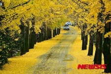 24일 경남 거창 은행나무축제 오세요