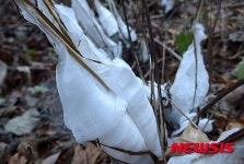 나뭇가지에 핀 눈꽃