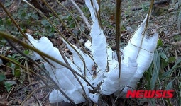 태백산에 눈꽃 만개