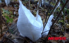 민족의 영산 태백산에 눈꽃