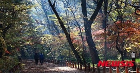 상림공원에 내리는 따뜻한 가을 햇살