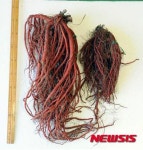 봉화약초시험장 고품질 단삼 생산기술 개발