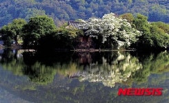 밀양 8경 위양 못 이팝나무