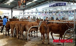 창녕농협, 한우전자 첫 경매