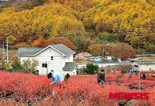 충주 천사놀이터농원, 이색 단풍놀이 눈길