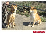 진돗개 첫 군견(軍犬) 선발…파도와 용필이 탐지견 활동