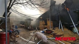 경남 의령군 지정면 돼지축사 화재로 1900여 마리 폐사