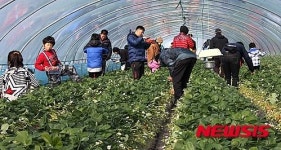 하동 옥종, 딸기 정보화마을 체험장 개장