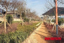 사상공단에 악취 잡는 팽나무 등 7만 그루 식재