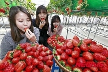 연구용 딸기 맛보는 농진청 연구원들